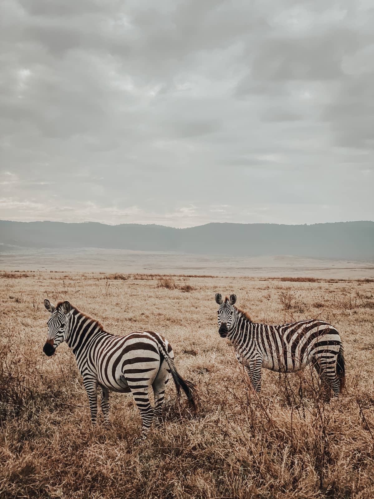 Zwei Zebras im Ngorongoro Krater